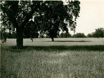 Wheat field near Los Molinos, California, 18808