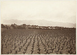 Wilson residence and vineyard, San Gabriel, no. 1154