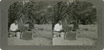 Dates 9. Picking the ripe Deglet Noor date, at the Cook's Date Garden, Indio, Calif., 109