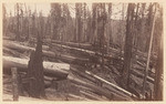 Felled timber