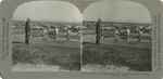 Wool 1. A shepherd and his flock of sheep, Kern County, Calif., 115