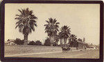 [Palm trees on San Pedro Street]