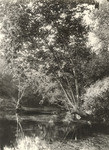 Reflections in the arroyo (Sycamore)