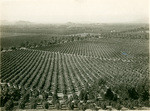 Orange groves, Arlington Heights Fruit Company, Riverside, California, 18475