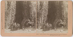 Great Grizzly Giant, largest limb is ten feet in diameter, Mariposa Grove, Cal., # 11883