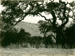 Angora goats near Santa Cruz, California, 21276