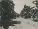 Palm Drive, Kearney Park, Fresno, Cal.