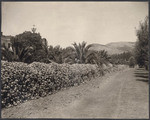 Geranium-covered fence. La Palmera Rancho