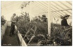 Green House, Cal. Polytechnic School, San Luis Obispo, Cal. # 215.