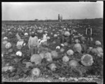 [Some Pumpkins, San Fernando], 57.