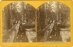 San Lorenzo flume carrying lumber