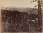 Snow and timber line, Medicine Bow Mountain