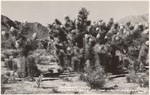 Blossom time Joshua trees of the Calif. Desert