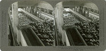 Peaches 8. Grader shaking peaches through different size holes down to automatic conveying belts, Visalia, Calif., 24