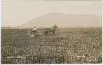 Calif. Poppies