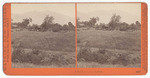 A Bee Ranch, San Gabriel. 4439. [2 copies]