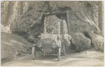 [Wawona Tree, Mariposa Grove, Yosemite]