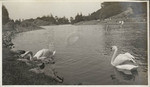 Swan and babies - G.G. Park