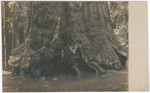 [Galen Clark at base of the Grizzly Giant in Mariposa Grove, Yosemite National Park]