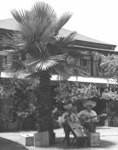 [Musicians on Olvera Street]