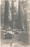 Auto's passing through the Wawona Tree, P.P. No. 1428