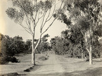 Eucalyptus trees, Santa Monica (2 views)