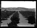 [Farm house and large barn in orchard]