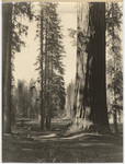 [Sequoia National Park views] (12 views)