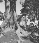 [Tree trunk in Plaza]