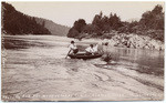 Swimming horses at Orleans, Klamath River Humboldt Co Cal