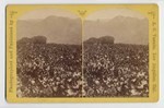 The Vineyards of "Fair Oaks" Los Angeles Co., Cal. 198.