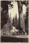 "The Sentinels" and Pavilion, Calaveras Grove, 315 feet high