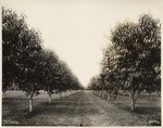 Sutter County Bearing Peach Orchard