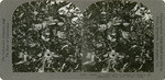 Cotton 1. Cotton plant in blossom at Kearney Experimental Farm, near Fresno, Calif., 149