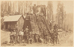 [Logging camp]