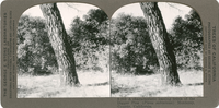 A characteristic leaning trunk of the Digger Pine (Pinus sabiniana), Monterey County, California, S213