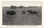 Cows in unirrigated alfalfa, October 1st near Williams, California