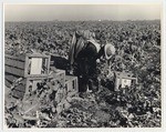 Picking broccoli