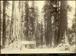 Cabin. Mariposa Grove. Yosemite National Park, 2344