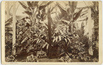 Banana trees in Conservatory, Golden Gate Park