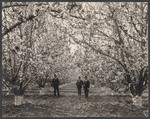 Santa Clara Valley Orchard in blossom at close range