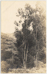 Eucalyptus trees Cal