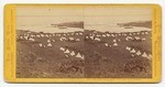 Tule Lake Camp, South; Tule Lake in the distance. # 1608.