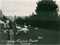 Swans on lagoon bank, PPIE, 223