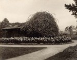 [Durand residence] (front); [Carmelita "rustic cottage"] (verso)