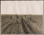 [West Sacramento, agricultural scenes] (10 views)