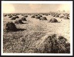 [Alfalfa field on the Lundeen Ranch]