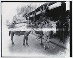 [Days of '49, two mules in front of store] (2 views)
