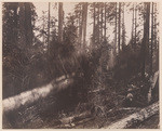 [Logging the redwoods, Mendocino County, Calif.] (4 views)