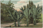 Banana trees on General Otis' Estate near Hollywood, Cal.